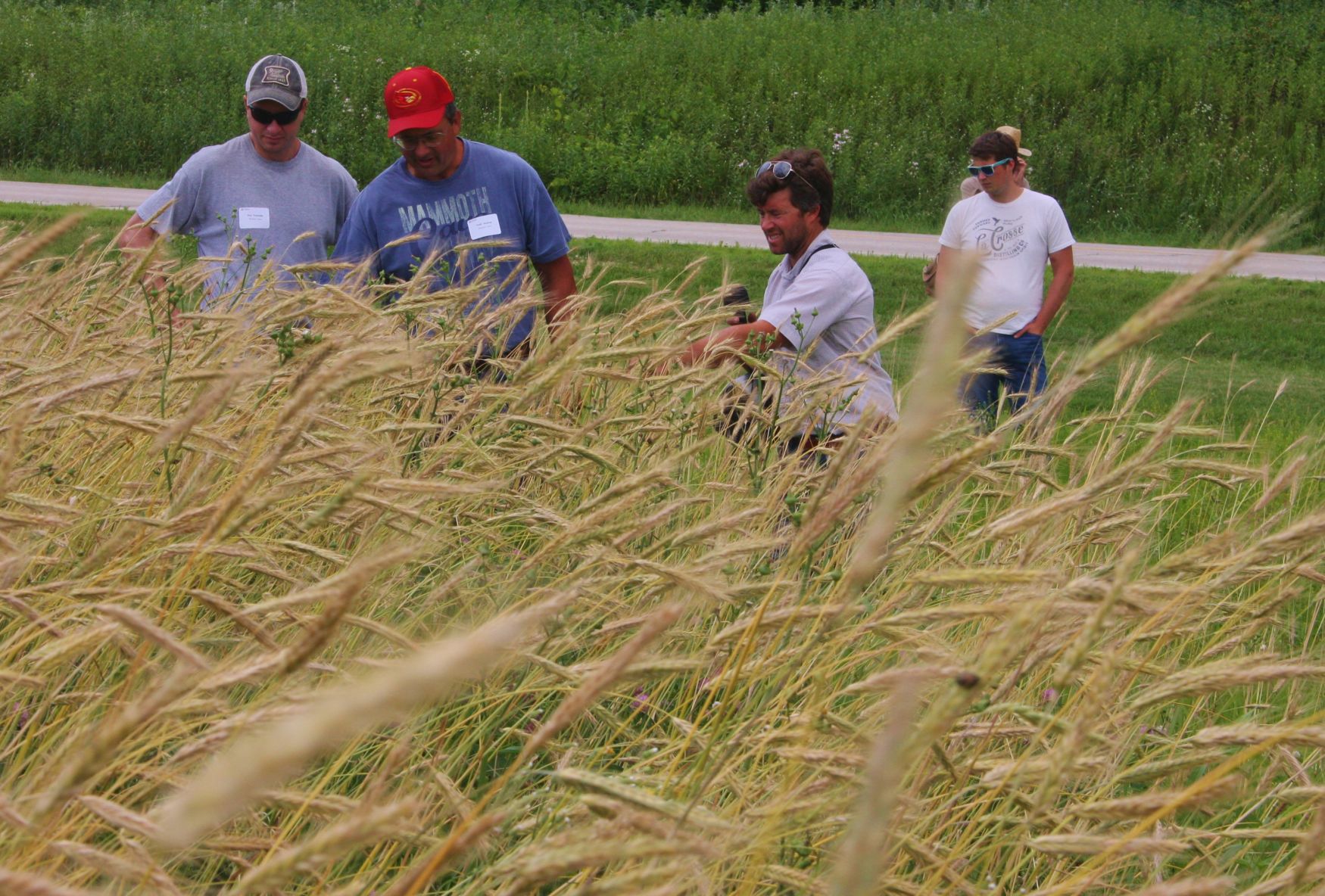 Patrick McHugh shows a crop of rye destined for the La Crosse Distilling Co.